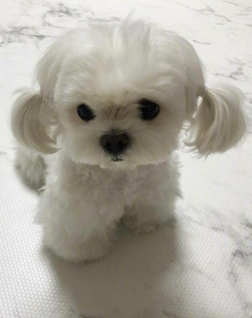 萌宠小可爱马尔济斯犬图片