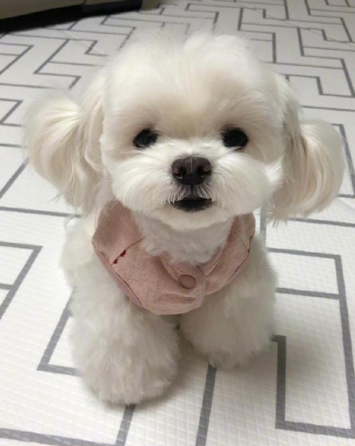 萌宠小可爱马尔济斯犬图片