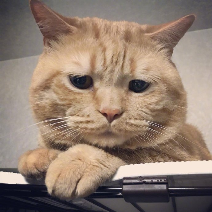 萌宠猫咪图片 橘猫Alan委屈的小表情图片