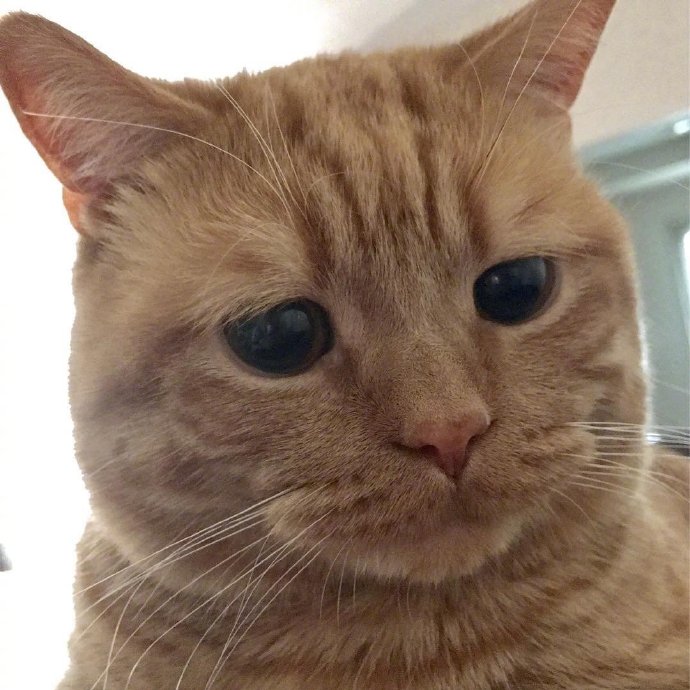 萌宠猫咪图片 橘猫Alan委屈的小表情图片