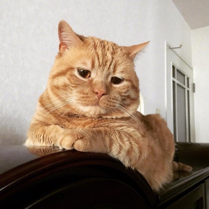 萌宠猫咪图片 橘猫Alan委屈的小表情图片