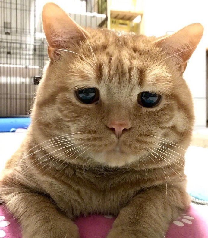 萌宠猫咪图片 橘猫Alan委屈的小表情图片