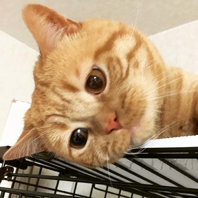 萌宠猫咪图片 橘猫Alan委屈的小表情图片