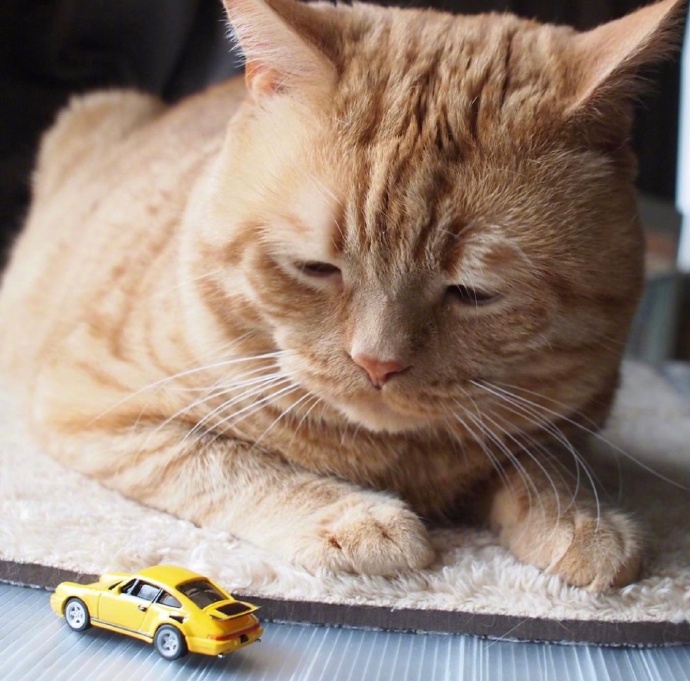 不想起床的萌宠喵星人图片 胖胖的橘猫图片