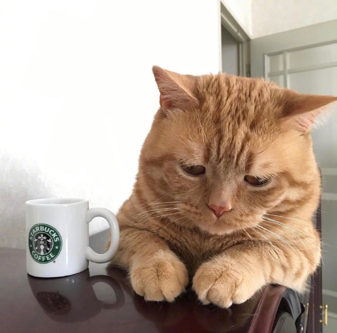 不想起床的萌宠喵星人图片 胖胖的橘猫图片