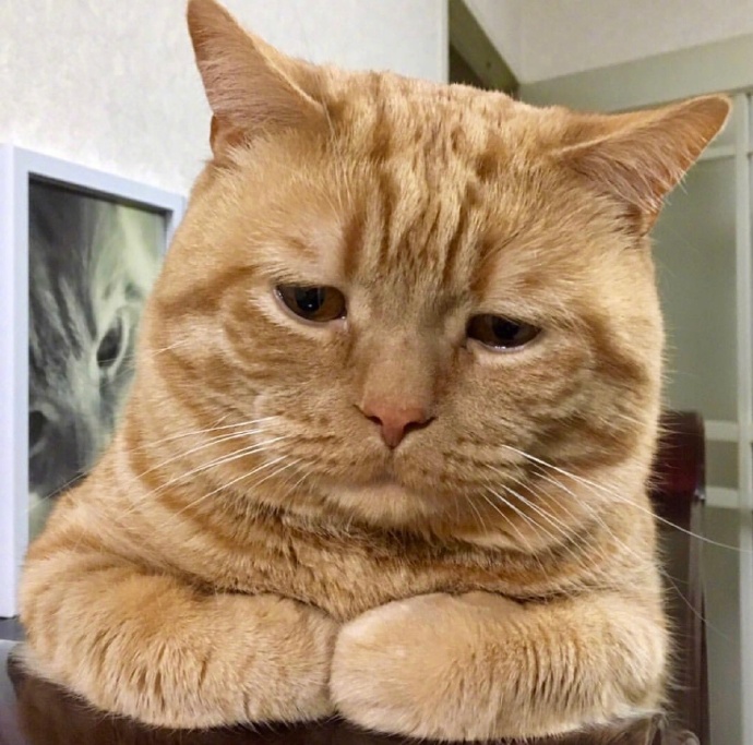 不想起床的萌宠喵星人图片 胖胖的橘猫图片
