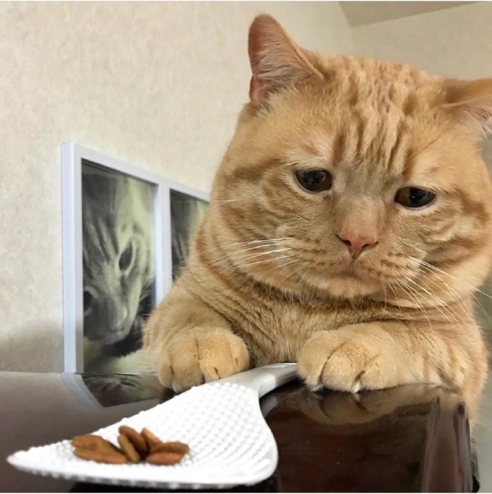 不想起床的萌宠喵星人图片 胖胖的橘猫图片