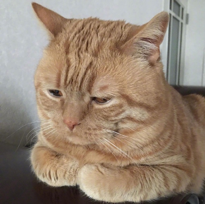 不想起床的萌宠喵星人图片 胖胖的橘猫图片