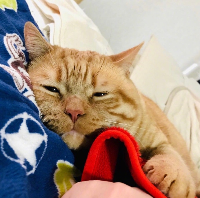 不想起床的萌宠喵星人图片 胖胖的橘猫图片