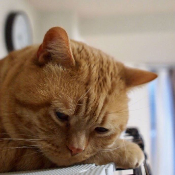 不想起床的萌宠喵星人图片 胖胖的橘猫图片