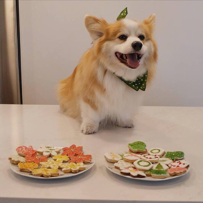 萌宠狗狗图片 小可爱柯基犬图片