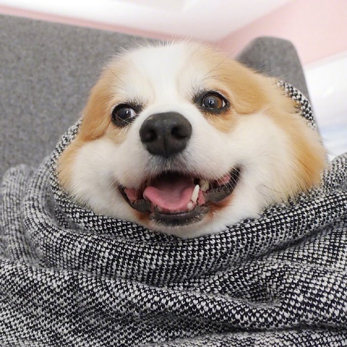 萌宠狗狗图片 小可爱柯基犬图片