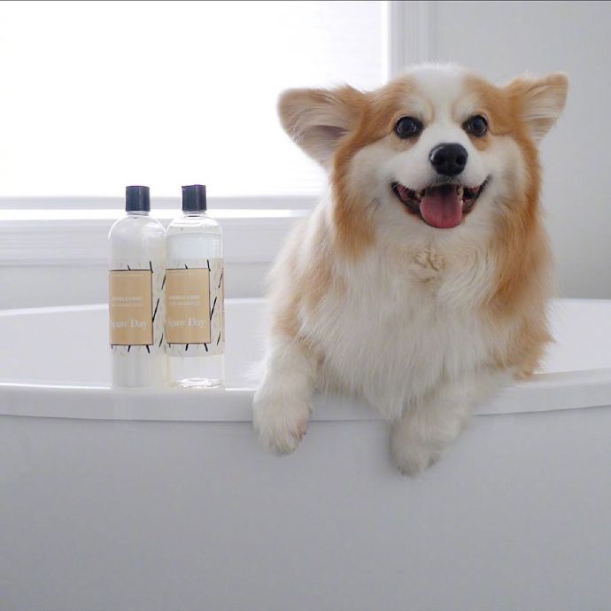 萌宠狗狗图片 小可爱柯基犬图片