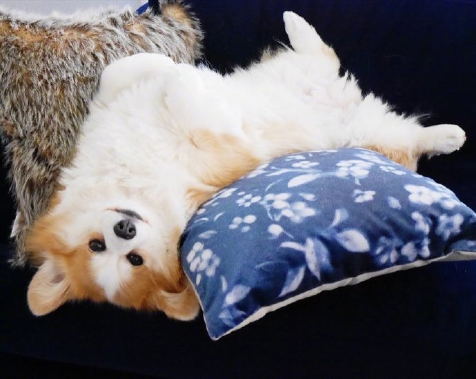 萌宠狗狗图片 小可爱柯基犬图片