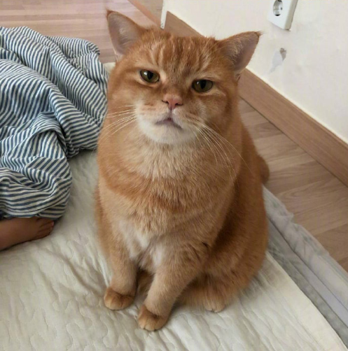 大脸喵星人图片 萌宠猫咪图片