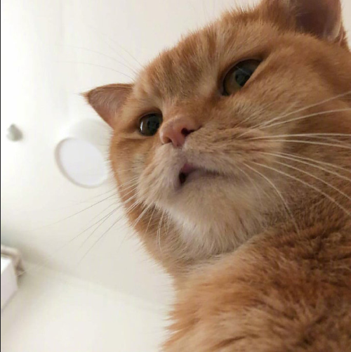 大脸喵星人图片 萌宠猫咪图片