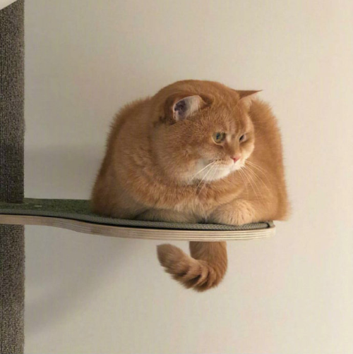 大脸喵星人图片 萌宠猫咪图片