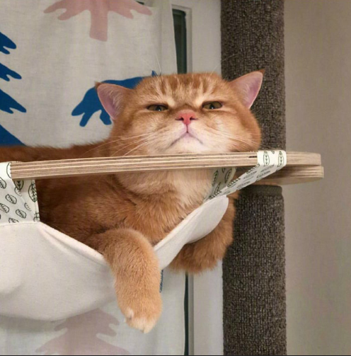 大脸喵星人图片 萌宠猫咪图片