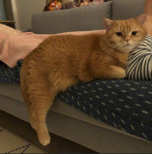 大脸喵星人图片 萌宠猫咪图片