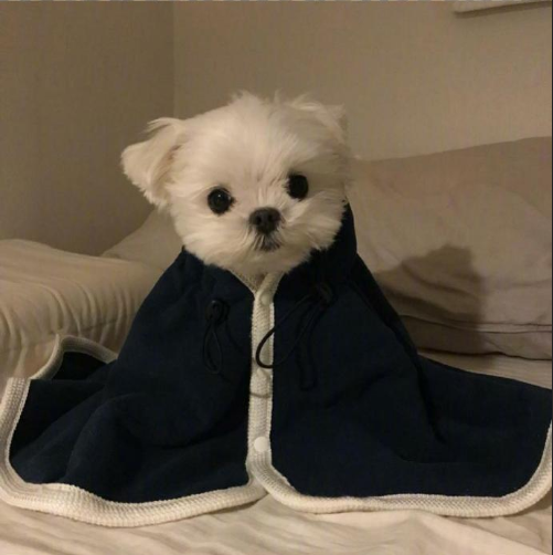 萌宠狗狗图片 小可爱马尔济斯犬图片