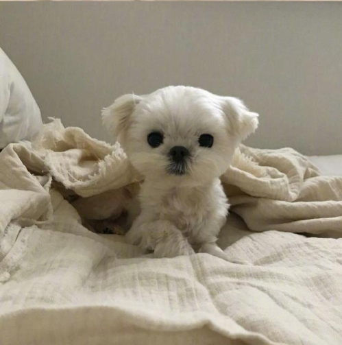 萌宠狗狗图片 小可爱马尔济斯犬图片
