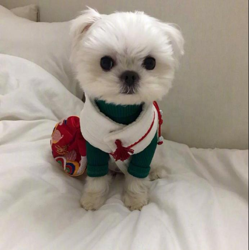 萌宠狗狗图片 小可爱马尔济斯犬图片