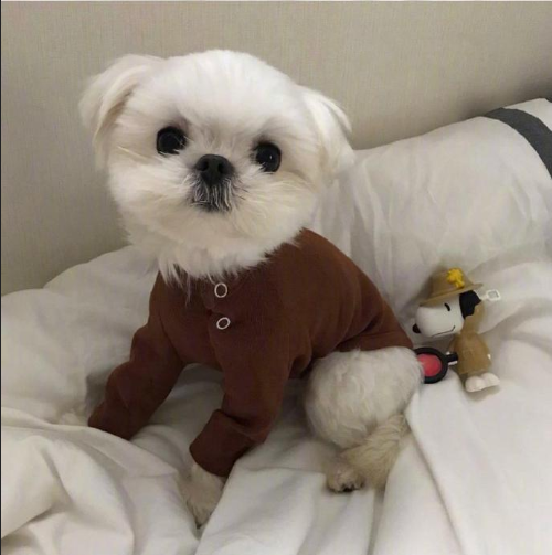 萌宠狗狗图片 小可爱马尔济斯犬图片