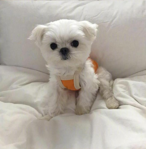 萌宠狗狗图片 小可爱马尔济斯犬图片