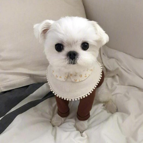 萌宠狗狗图片 小可爱马尔济斯犬图片