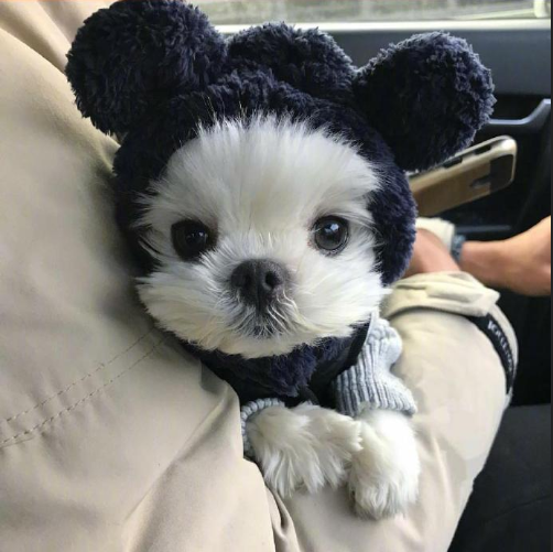 萌宠狗狗图片 小可爱马尔济斯犬图片