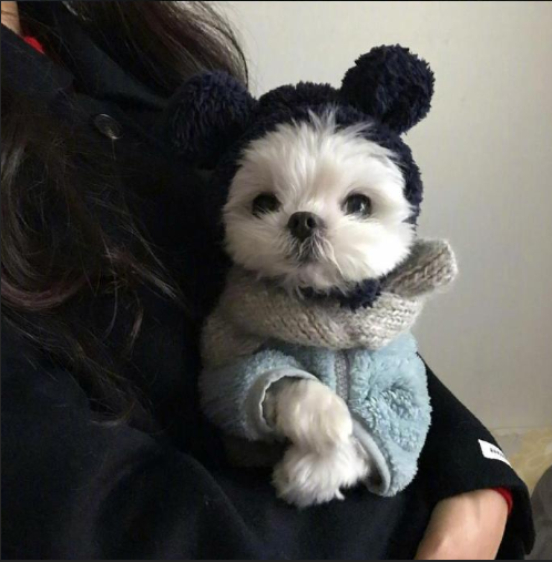 萌宠狗狗图片 小可爱马尔济斯犬图片