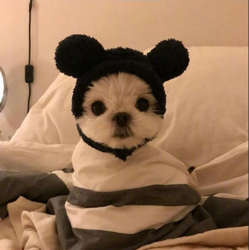 萌宠狗狗图片 小可爱马尔济斯犬图片