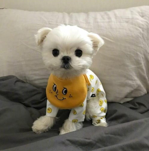 萌宠狗狗图片 小可爱马尔济斯犬图片