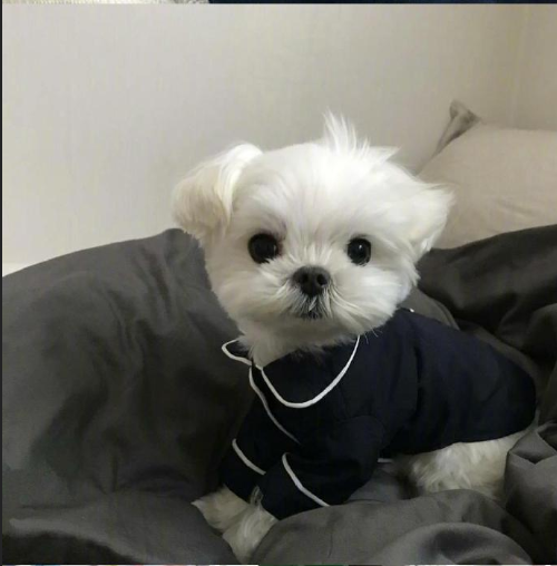萌宠狗狗图片 小可爱马尔济斯犬图片