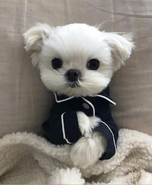 萌宠狗狗图片 小可爱马尔济斯犬图片