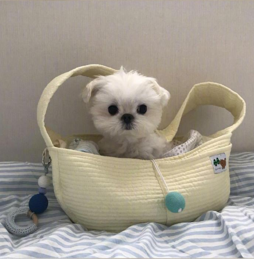 萌宠狗狗图片 小可爱马尔济斯犬图片