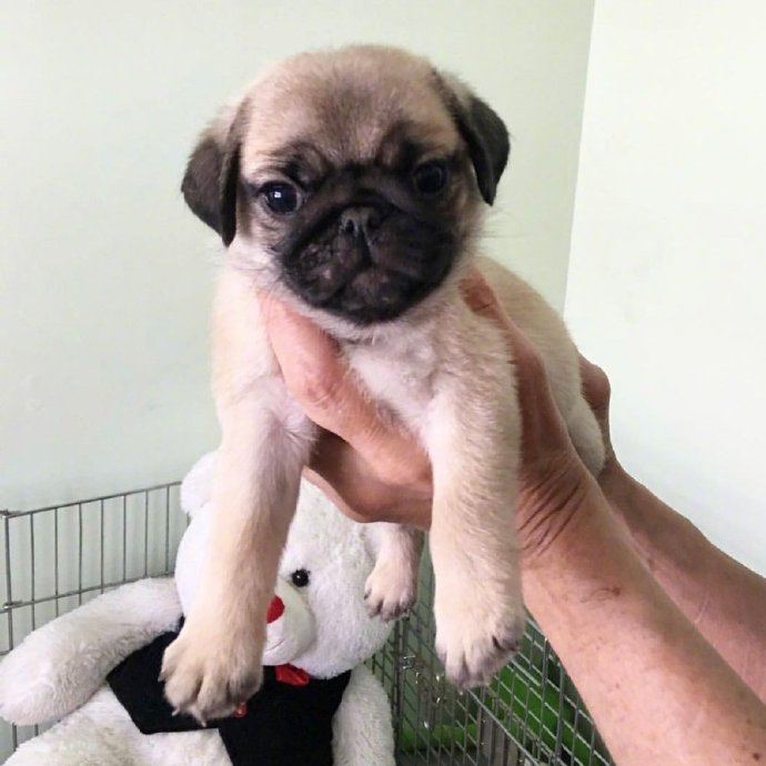萌宠狗狗图片 小巴哥犬图片