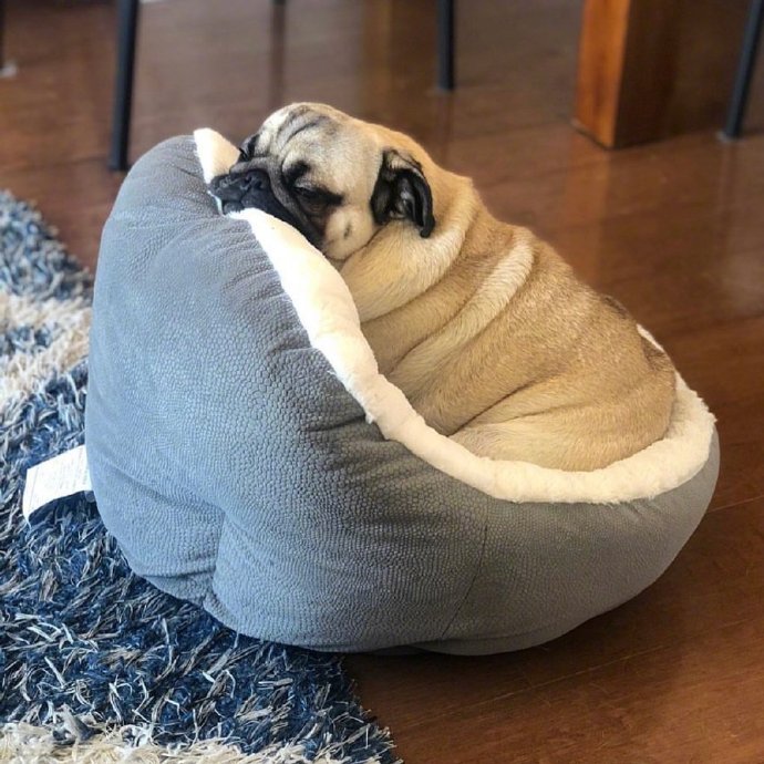 萌宠狗狗图片 小巴哥犬图片
