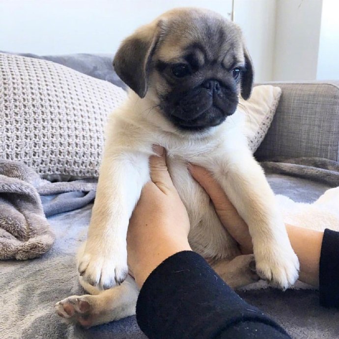 萌宠狗狗图片 小巴哥犬图片