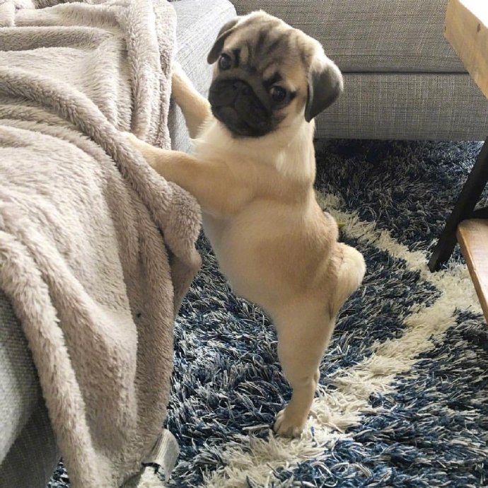 萌宠狗狗图片 小巴哥犬图片