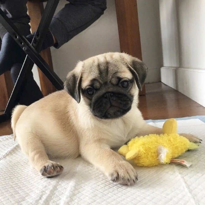 萌宠狗狗图片 小巴哥犬图片