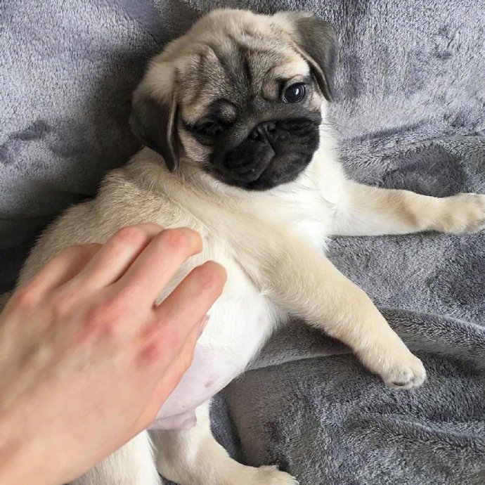 萌宠狗狗图片 小巴哥犬图片