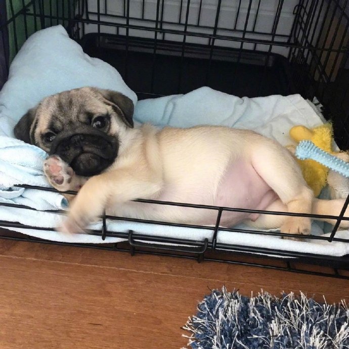 萌宠狗狗图片 小巴哥犬图片