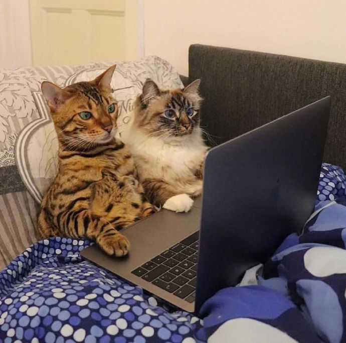 萌宠猫咪图片 成双成对的猫星人图片