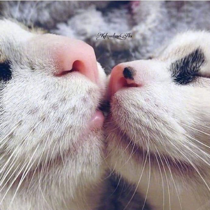 萌宠猫咪图片 成双成对的猫星人图片