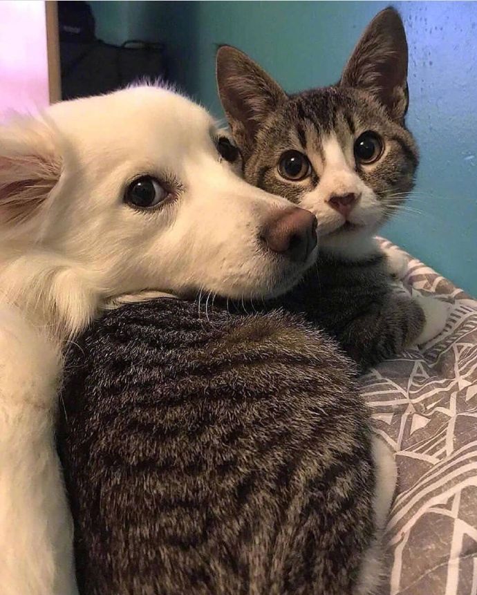 萌宠猫咪图片 成双成对的猫星人图片