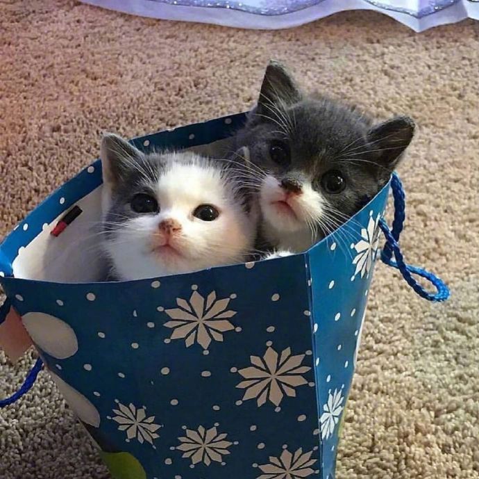 萌宠猫咪图片 成双成对的猫星人图片