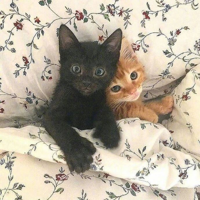 萌宠猫咪图片 成双成对的猫星人图片
