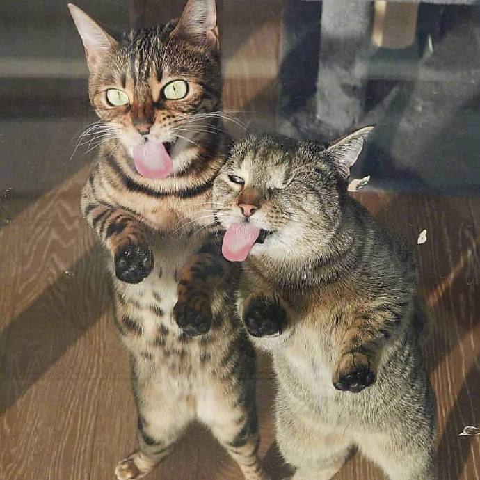 萌宠猫咪图片 成双成对的猫星人图片