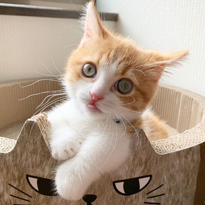 萌宠喵星人图片 乖巧可爱的小猫咪图片